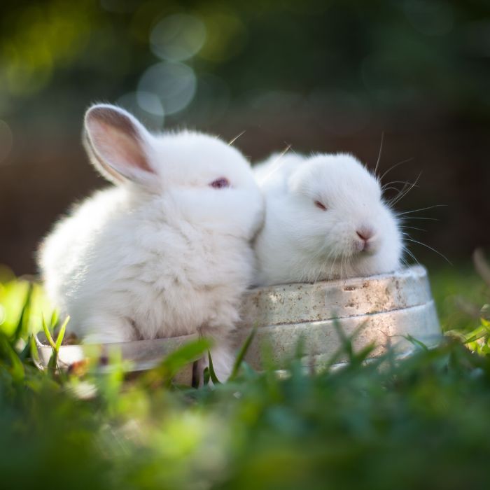 Rabbits And Small Mammals